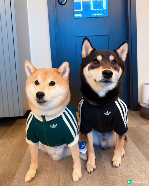 寵物時尚 | Adidas型爆秋冬系列運動外套