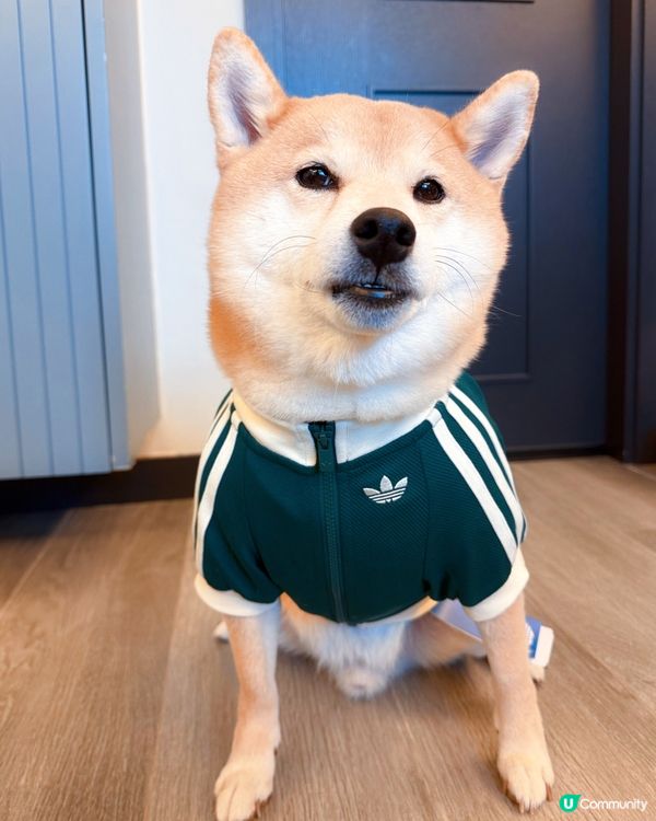 寵物時尚 | Adidas型爆秋冬系列運動外套