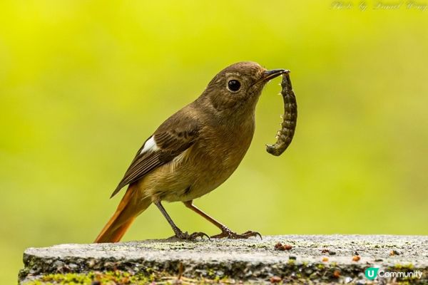 早起的鳥兒有蟲吃