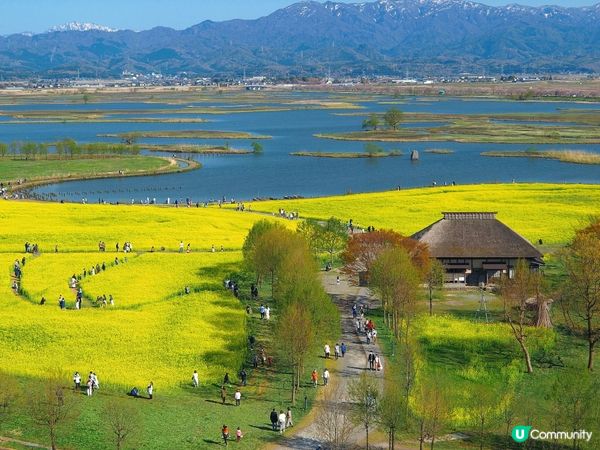 金黃花海 • 潟湖春日限定！🌻✨