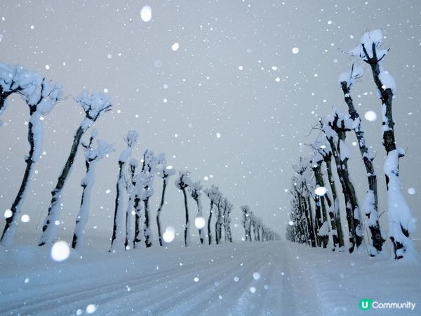 雪國哈薩木！❄️美到窒息！