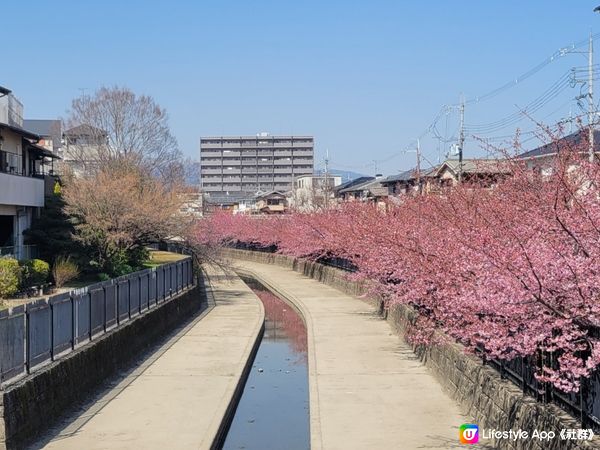 位於大阪和京都之間 - 淀水路河津櫻🌸