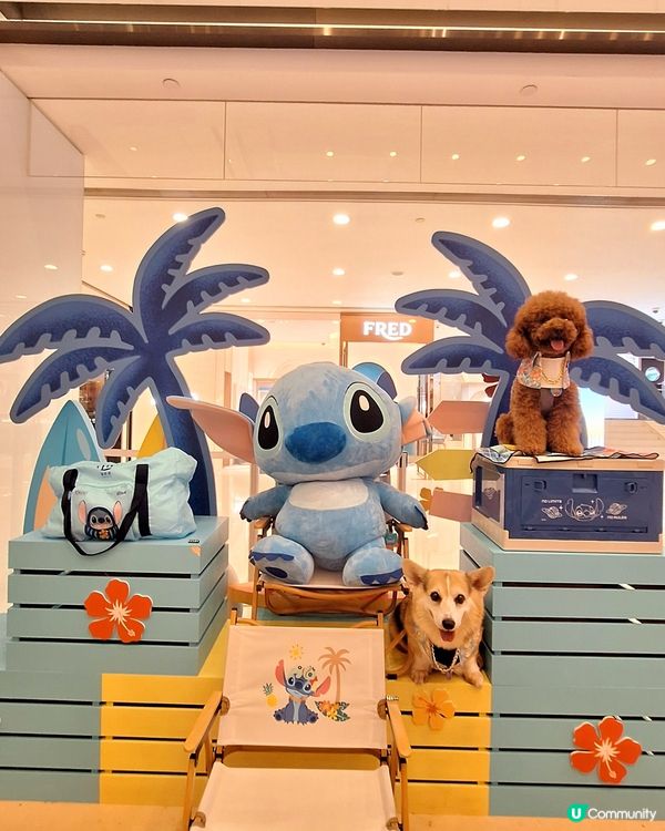 史迪仔攻陷海港城！🤩