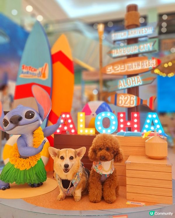 史迪仔攻陷海港城！🤩