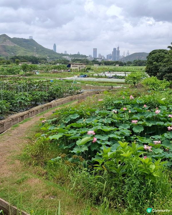 香港綠田園