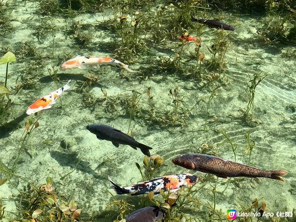日本必遊世界級美景 — 莫奈之池