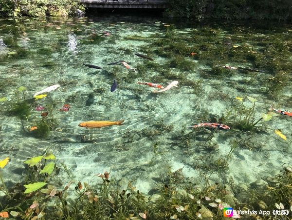 日本必遊世界級美景 — 莫奈之池