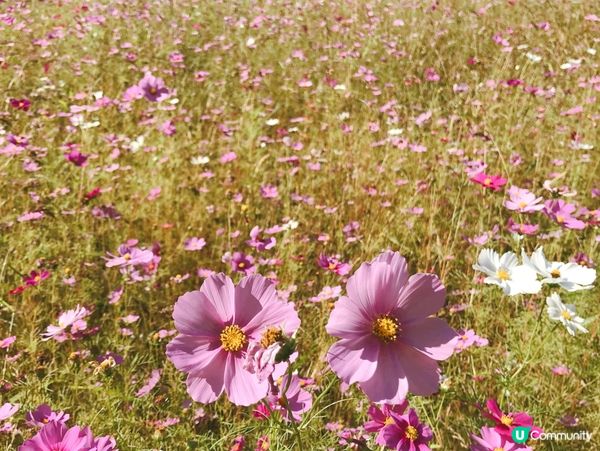 日本必遊世界級美景 — 莫奈之池