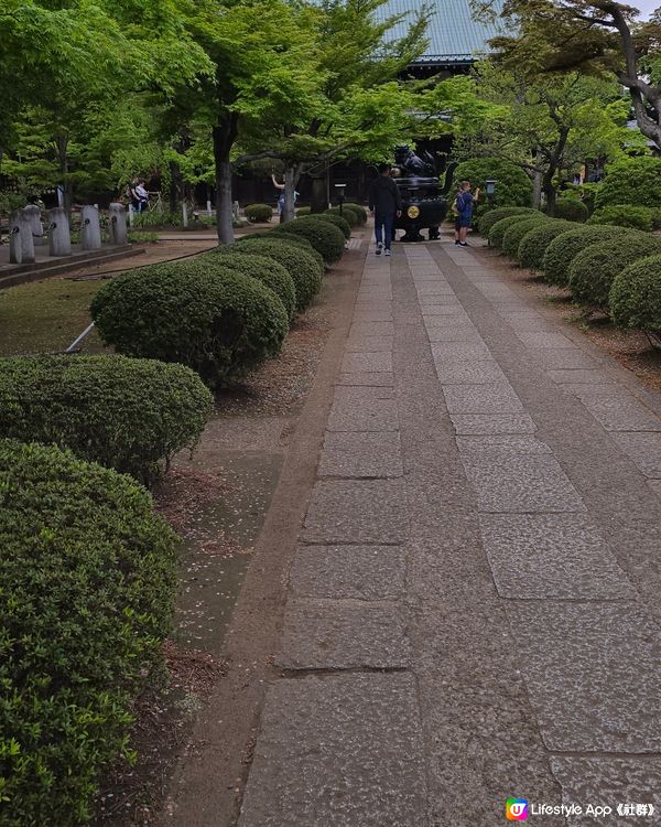 貓貓 豪德寺