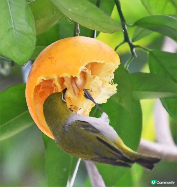 相思食橙分享👍🏻