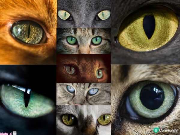 貓貓is watching you🐈‍⬛