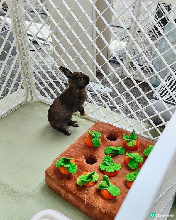 🐶🐱寵愛一生🐰🐢