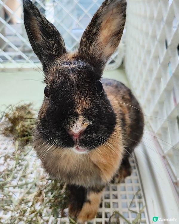 🐶🐱寵愛一生🐰🐢