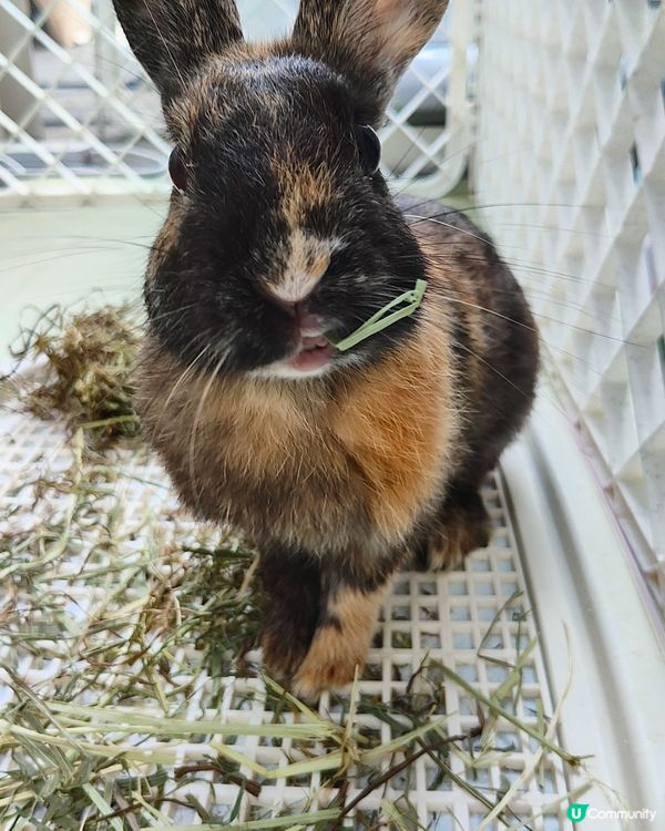 🐶🐱寵愛一生🐰🐢