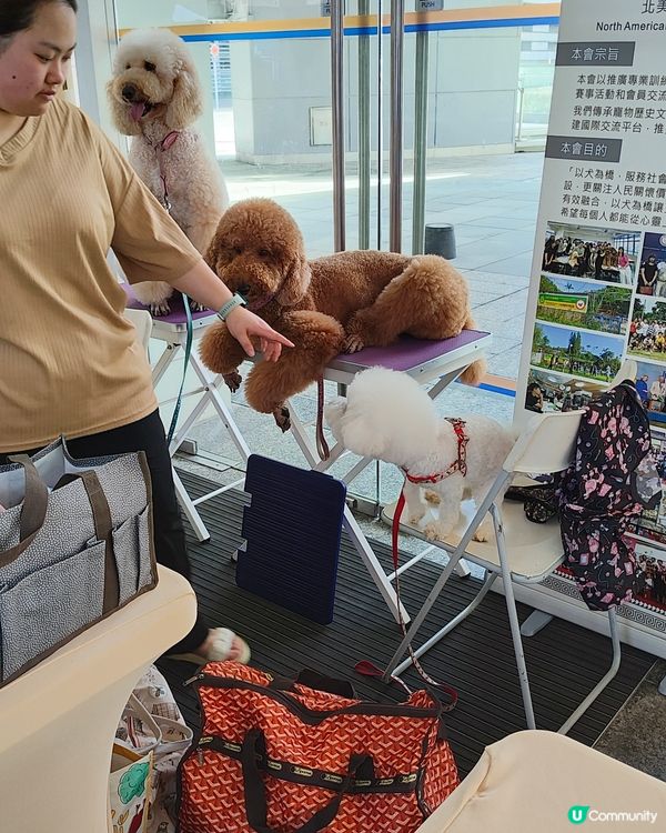 🐶🐱寵愛一生🐰🐢