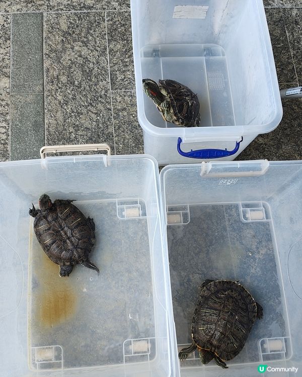 🐶🐱寵愛一生🐰🐢