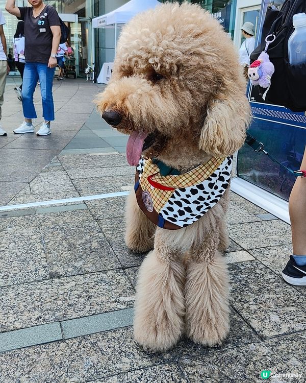 🐶🐱寵愛一生🐰🐢