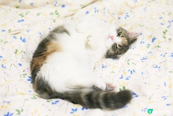 可看貓咪擺弄姿勢