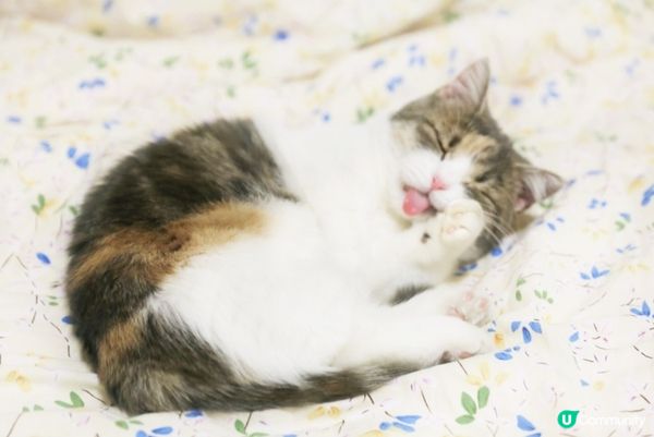 可看貓咪擺弄姿勢