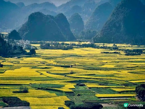 油菜花海📍羅平開鑼！🌻🌼