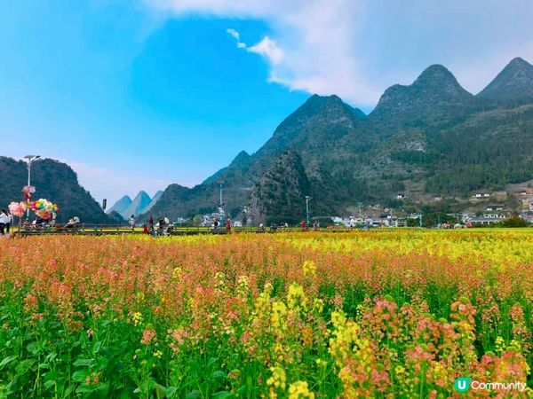 油菜花海📍羅平開鑼！🌻🌼