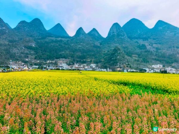 油菜花海📍羅平開鑼！🌻🌼