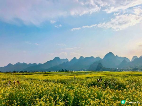 油菜花海📍羅平開鑼！🌻🌼