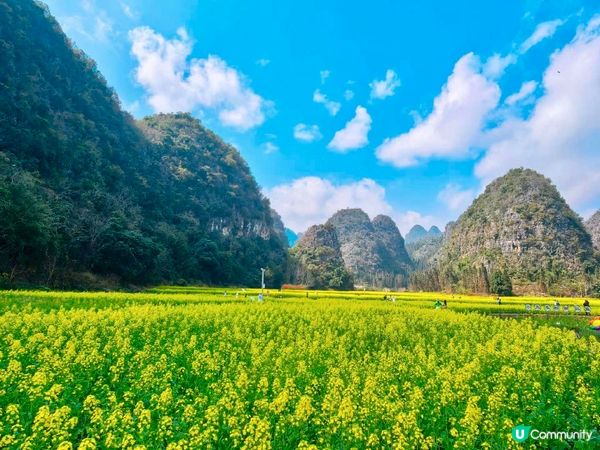 油菜花海📍羅平開鑼！🌻🌼