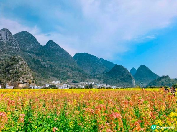 油菜花海📍羅平開鑼！🌻🌼