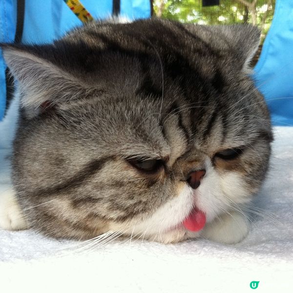 哼～禾唔啋你！