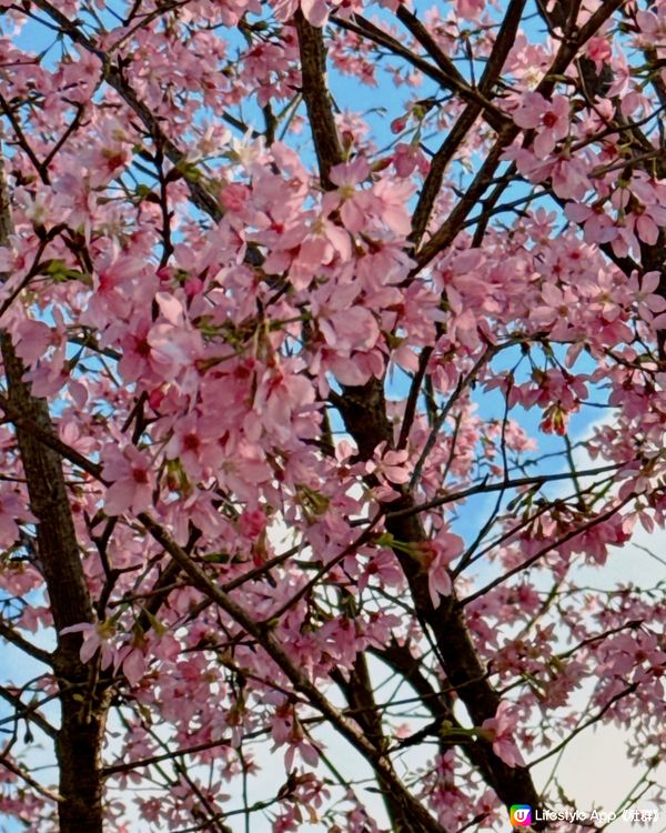 東涌浪漫櫻花園🌸