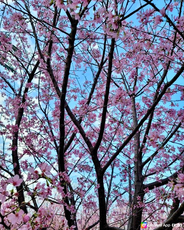 東涌浪漫櫻花園🌸