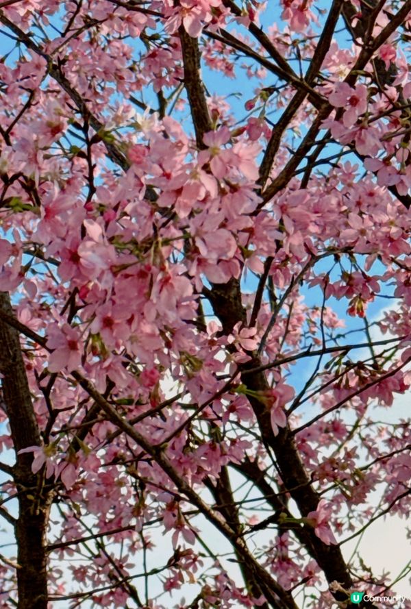 東涌浪漫櫻花園🌸