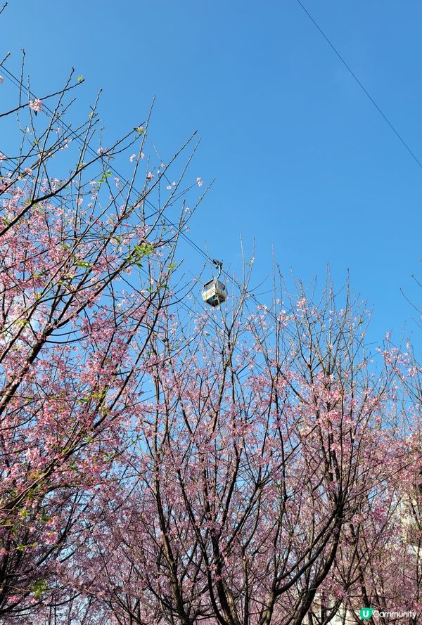 東涌浪漫櫻花園🌸