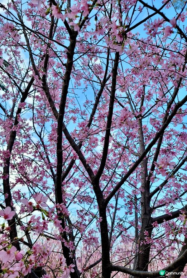 東涌浪漫櫻花園🌸