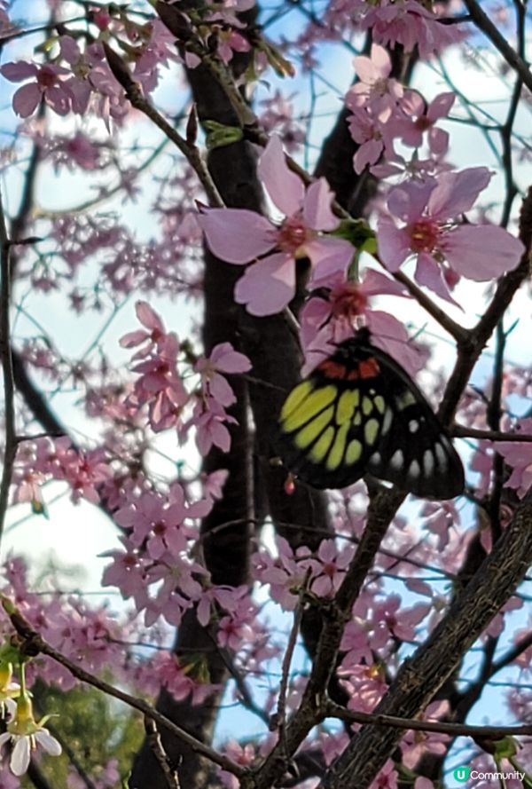 東涌浪漫櫻花園🌸