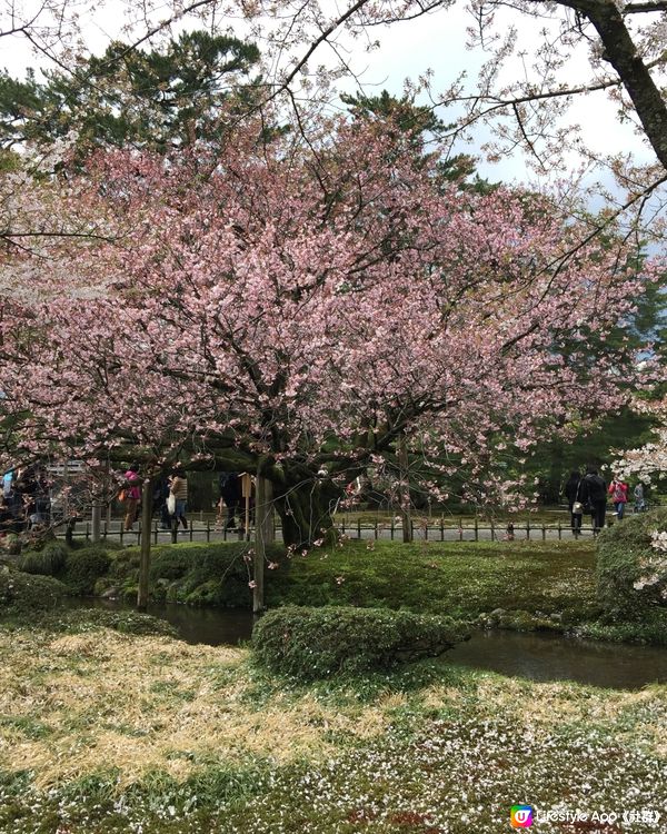 櫻花🌸盛開