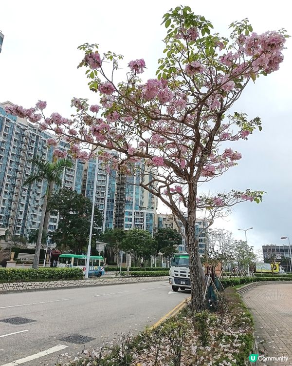 🚶‍♀️ 將軍澳假期☔️ 逛街不用愁！ 🏃‍♂️