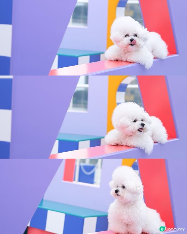 真係唔好意思啦哥哥~又係妹妹獨頭！