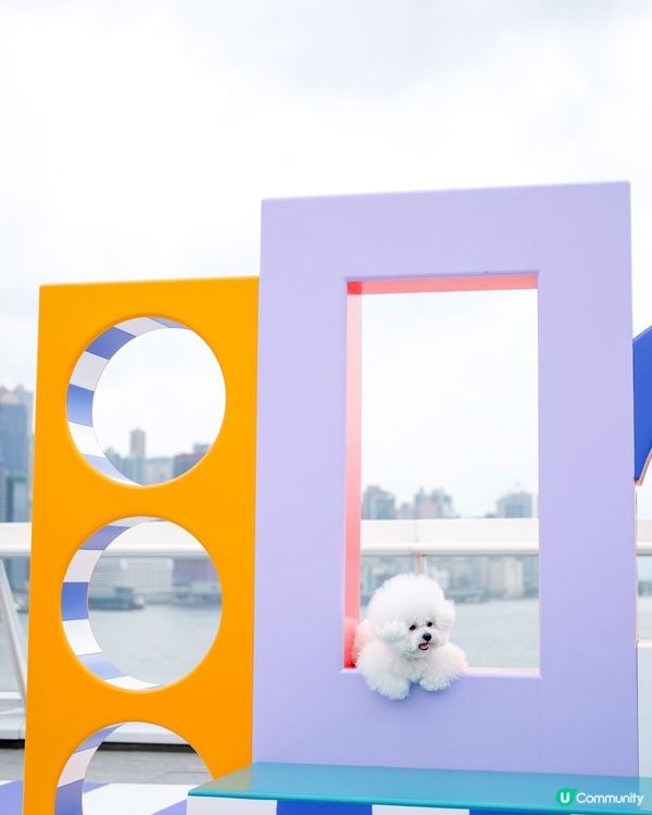 真係唔好意思啦哥哥~又係妹妹獨頭！