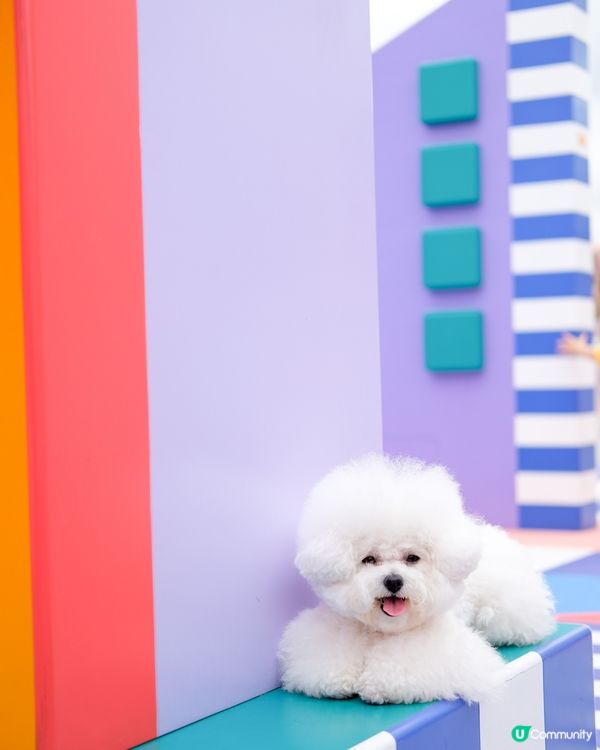 真係唔好意思啦哥哥~又係妹妹獨頭！