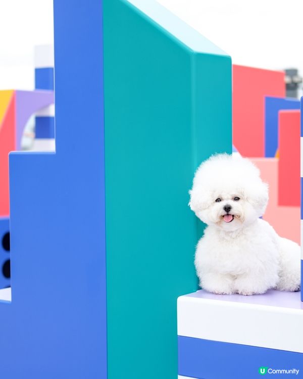 真係唔好意思啦哥哥~又係妹妹獨頭！