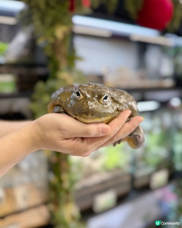 媽咪蛇頸初體驗🐍！緊張又興奮🤩