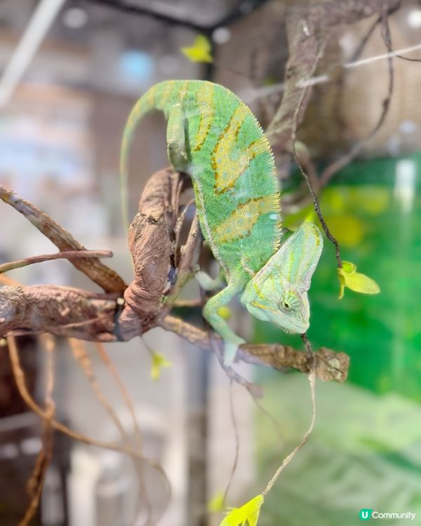 媽咪蛇頸初體驗🐍！緊張又興奮🤩
