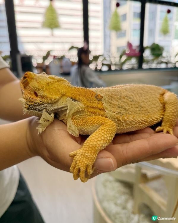 媽咪蛇頸初體驗🐍！緊張又興奮🤩