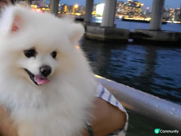 Petcation系列～Creamie💞 : 呢度有私家草地...