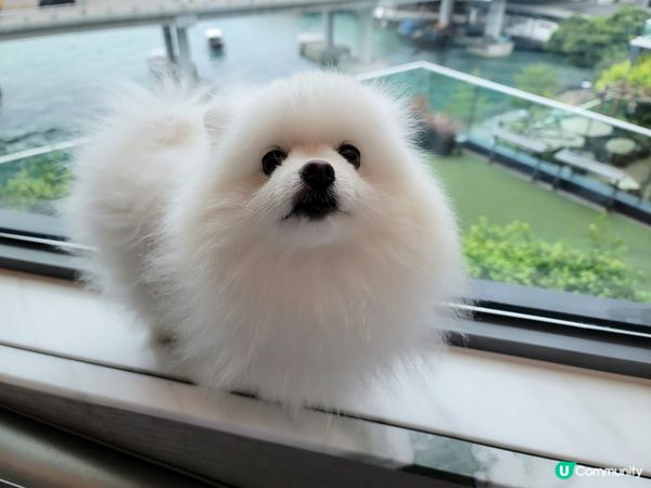 Petcation系列～Creamie💞 : 呢度有私家草地...