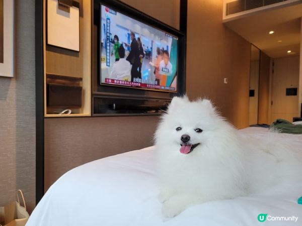 Petcation系列～Creamie💞 : 呢度有私家草地...