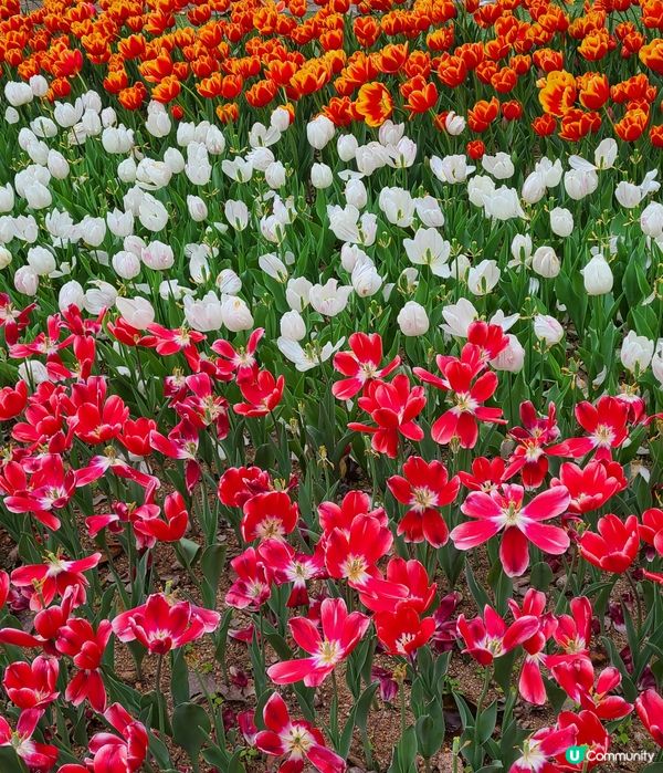 大埔白鷺湖鬱金香花海