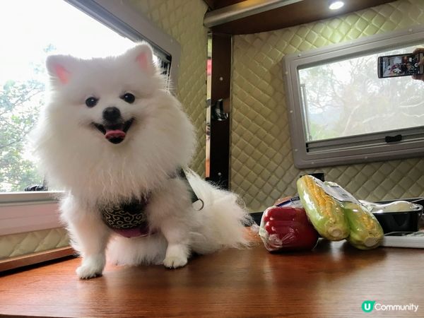 Creamie💞：露營車我有住過，仲負責實D食物，同它們一...